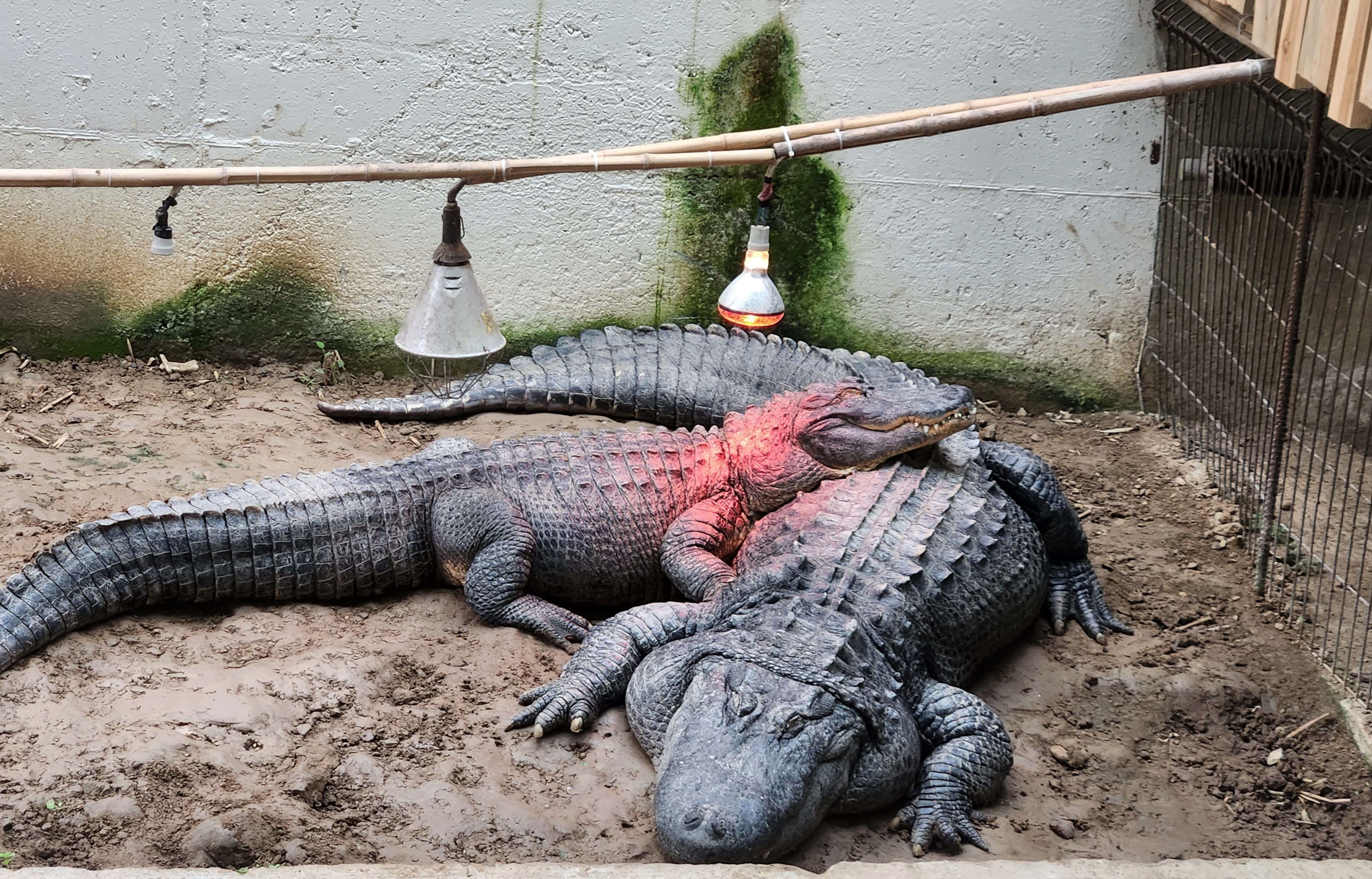 Smart Fauna in Zoo Zlín II.: System in operation